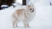 Біла собака: пухнасті собаки білого кольору