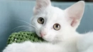 Назва білого кошеня
